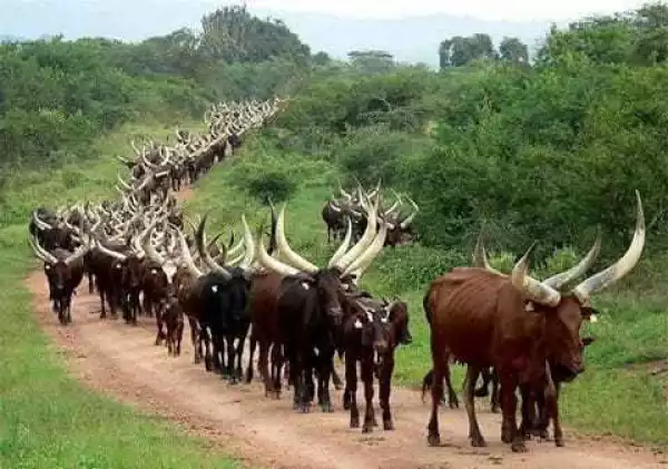 BREAKING: 5 Feared Dead As Hoodlums Attack Niger And Steal 700 Cattle